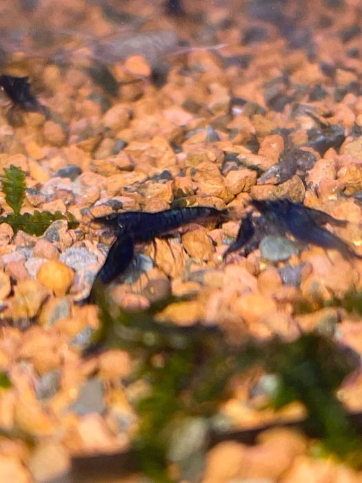 Blue Diamont Rili Shrimp - Neocaridina davidi