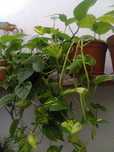 Planta interior Jibóia