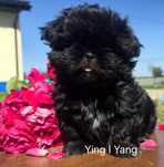 Shih Tzu piesek shih tzu