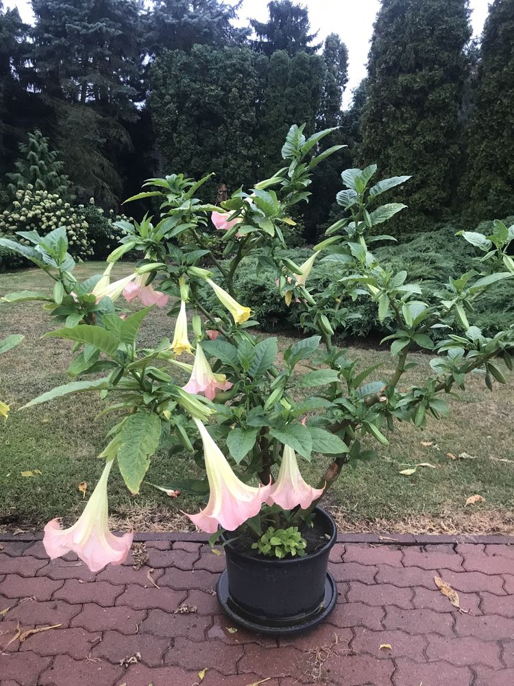 Datura duza kwiat pojedynczy morelowa ,rozowa