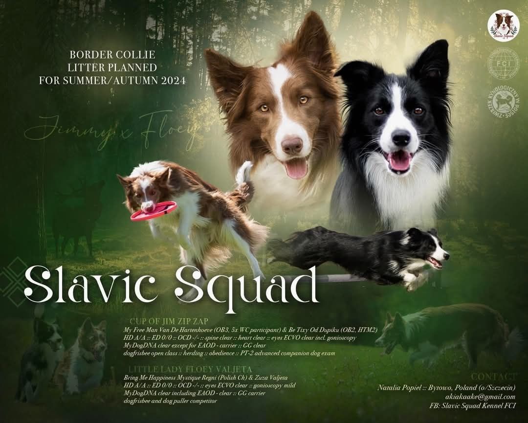 Border Collie ZKwP FCI linia vers - Ostatnie dwa szczeniaczki!