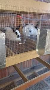 Poidła, smoczki do systemu pojenia dla królików