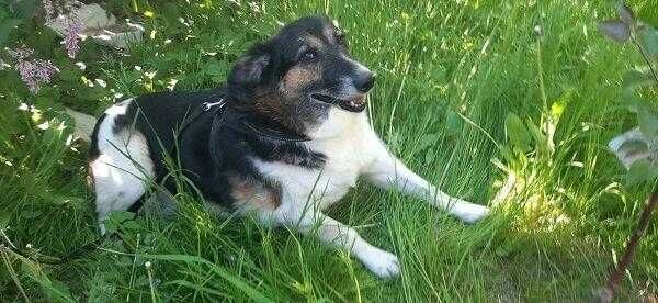 Nerunia szuka miejsca u boku Człowieka, który ją pokocha.