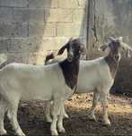 2 cabritas boer ( 9 meses )
