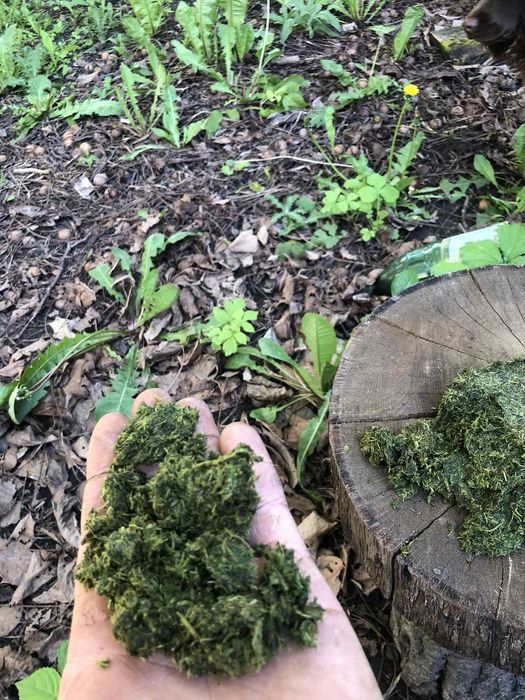 Жмих корня лопуха