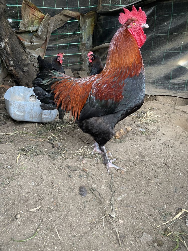 Ovos para incubaçao , Faverolles , Araucana, Maran , Sulmtaler