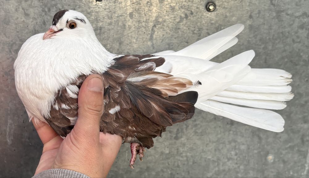 Sprzedam orliki szariki