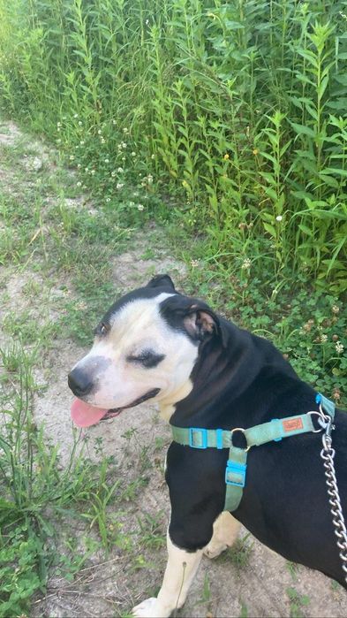 Pitbull para adoção urgente