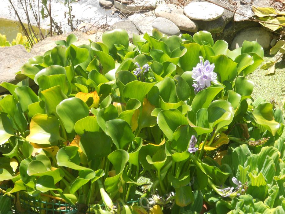 Planta aquatica flutuante lagos lagoas charcas filtros - com flor