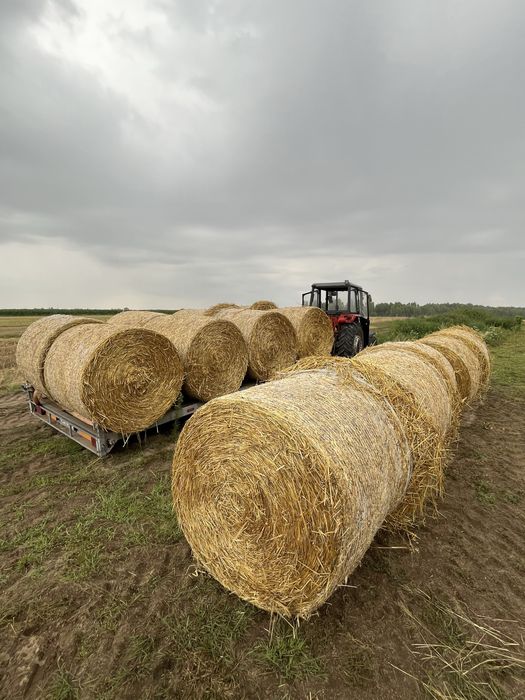 Słoma owsiana w balach sucha