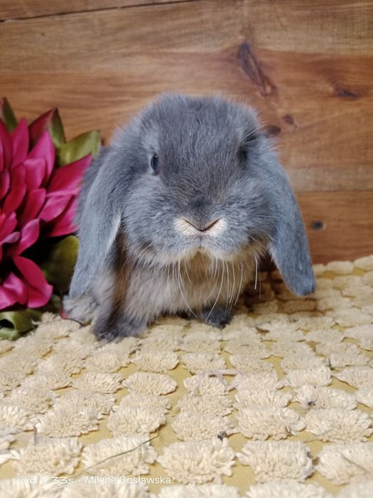 Mini lop, królik miaturka, króliczek baranek, karzełek