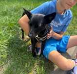BAMBI młodziutka  malutka  sunia 8 kg do adopcji