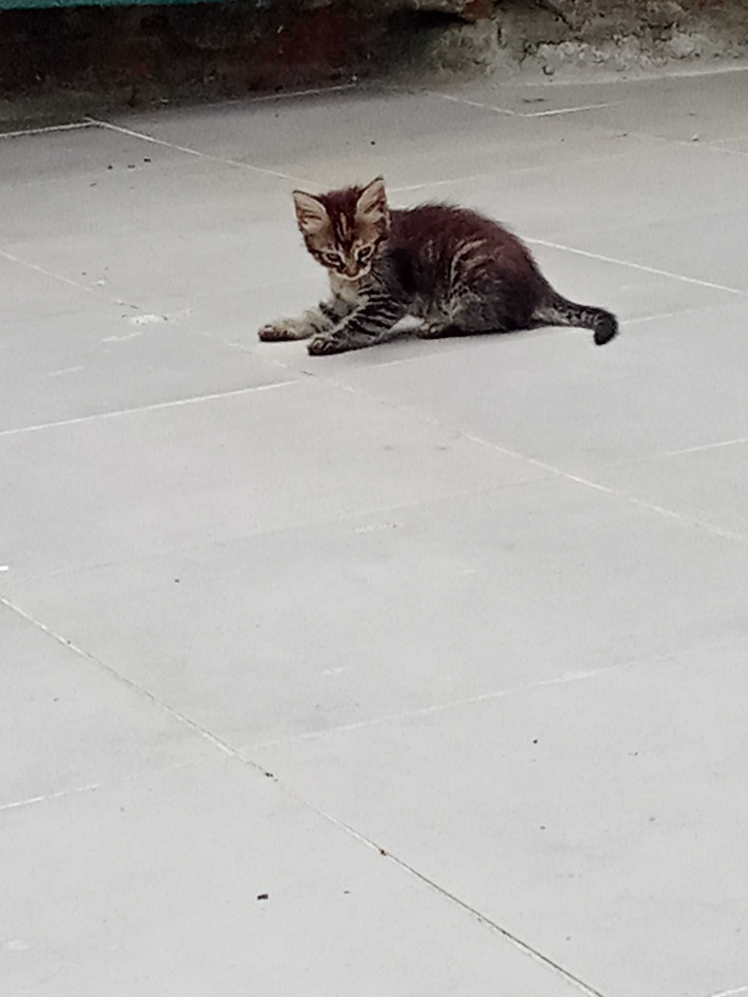 Gatos com 2 meses para adoção