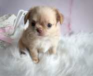 ***Beżowa długowłosa piękność chihuahua***