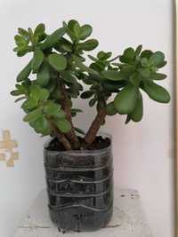 Planta Jade / Suculenta / Cacto /  Planta da Felicidade | altura 38 cm