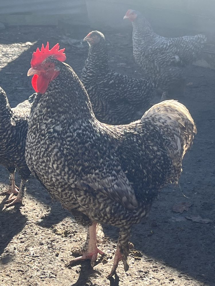 Malines ( pintos e frangos disponíveis para venda) e ovos galados.