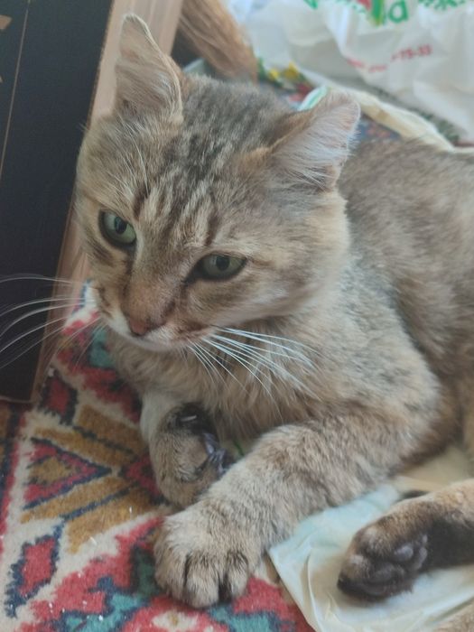 Кот в поисках дома!