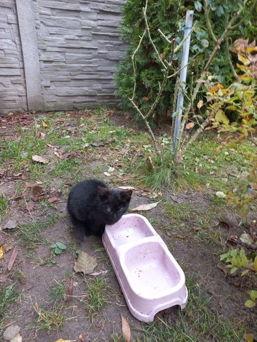 Oddam kotka w dobre ręce