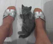 Gatos para Doação Responsável