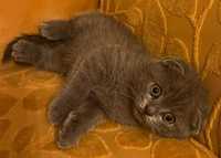 Gatinho scottish fold cor azul