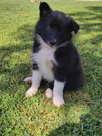 Suczka Border Collie czarno-biała