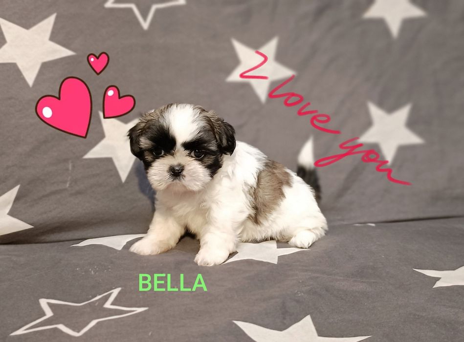 Shih Tzu suczka z rodowodem. Odbiór od 18.10.25