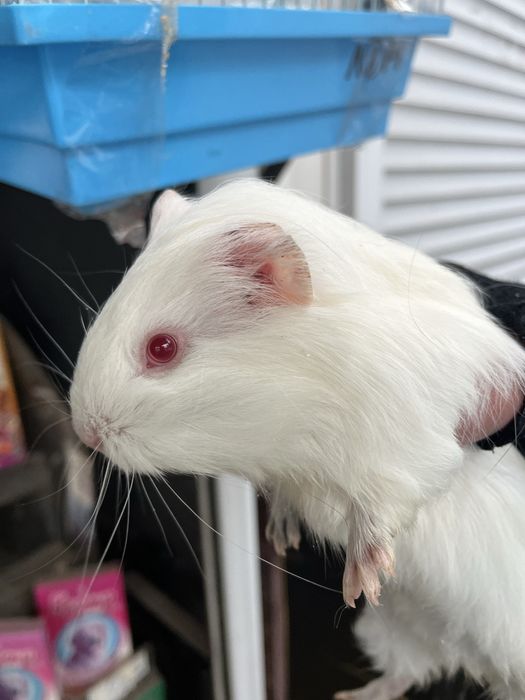 Морські свинки різного віку