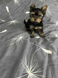 Yorkshire terrier