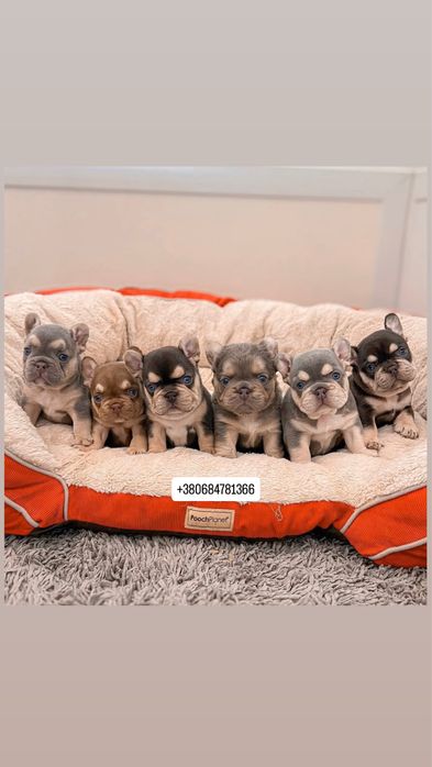 Французський бульдог PREMIUM VIP малюки