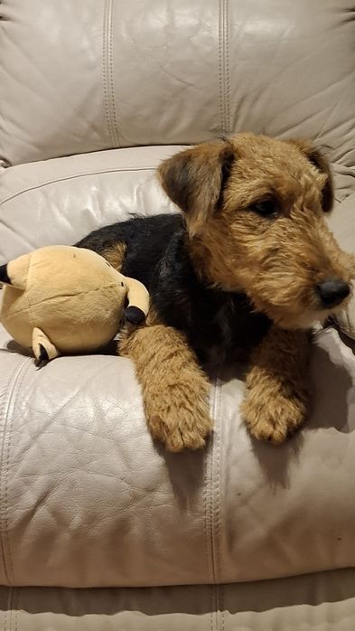 Airedale Terrier ZKwP FCI  pies