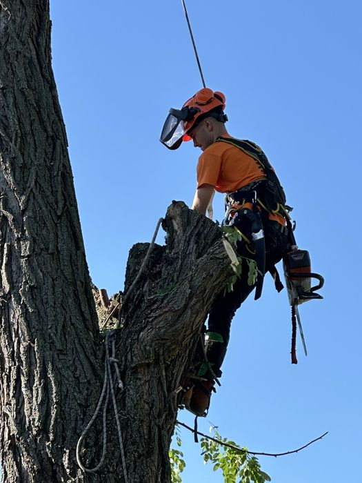Зрізати аварійне дерево, спилить дерево