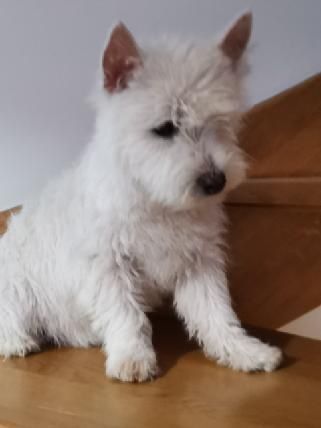 6 miesieczny piesek rasy West highland white terrier