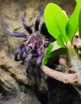 Phormictopus sp. dominican purple L4 (cautus) PROMOCJA