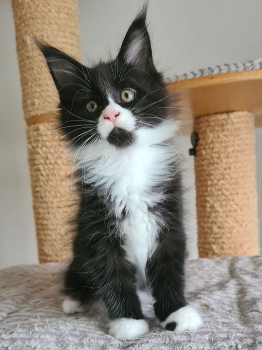 Prześliczny,  czarno biały kocurek