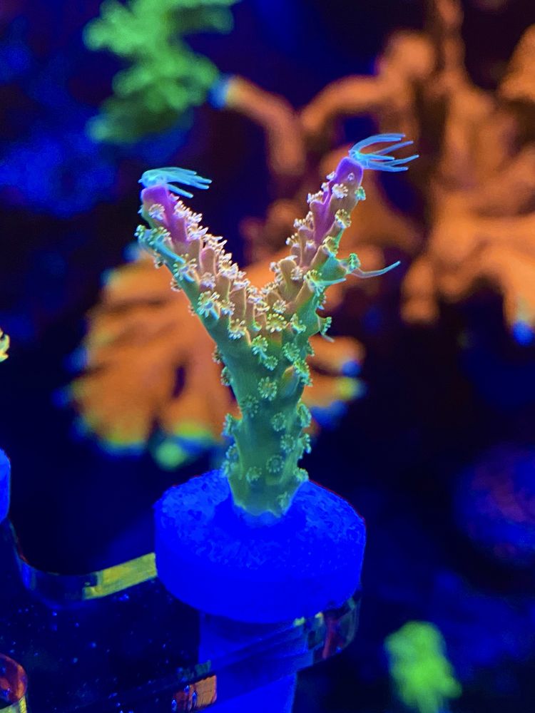 Морские кораллы морской аквариум