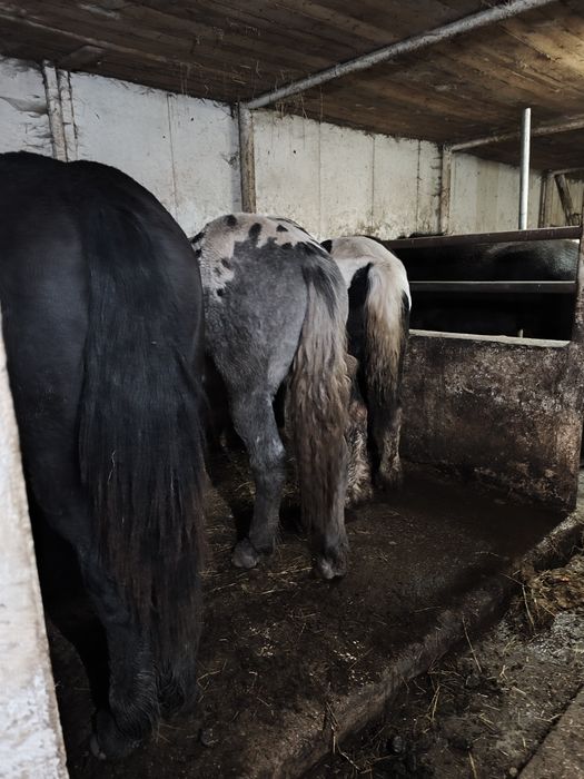 Sprzedam konie źrebne i do zaprzęgów różne maść
