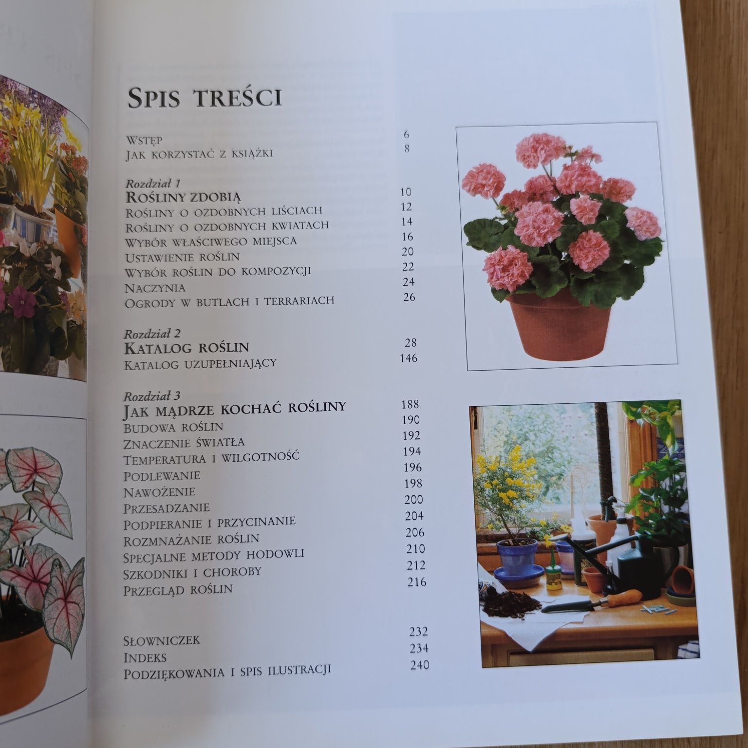 Kwiaty w domu. Jak dobierać i pielęgnować rośliny doniczkowe.
