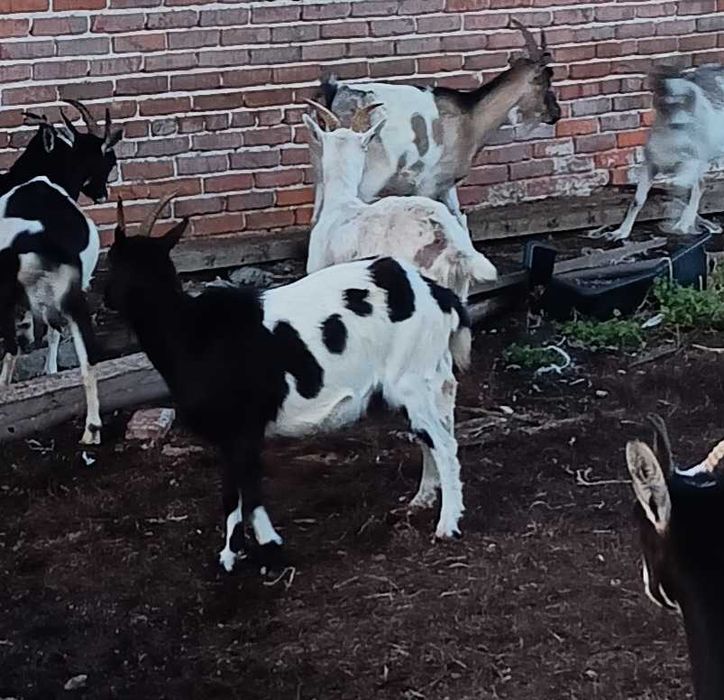 Sprzedam kozy zakocone