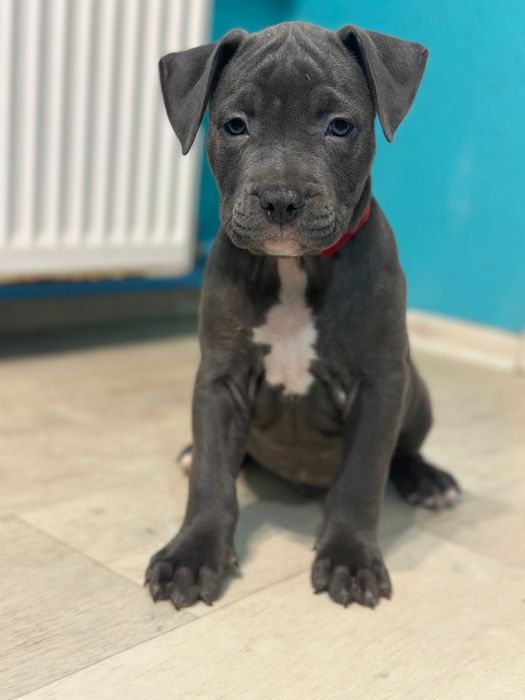 Цуценя хлопчик кобель Амстаффа АСТ американський стаффорд