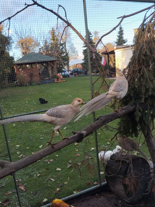 Bażanty bananowe 2024, 2025 (150 zł)