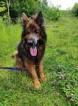 Pies w typie owczarka niemieckiego szuka domu! Kazan do pilnej adopcji