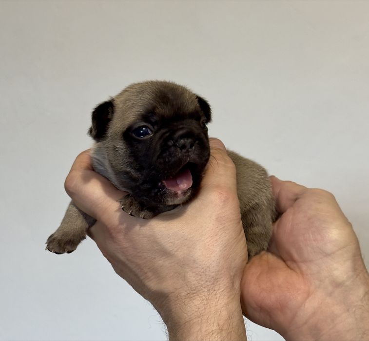 Balti - buldog francuski ZKwP