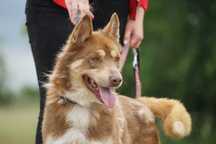 Teodor - piękny pies w typie husky