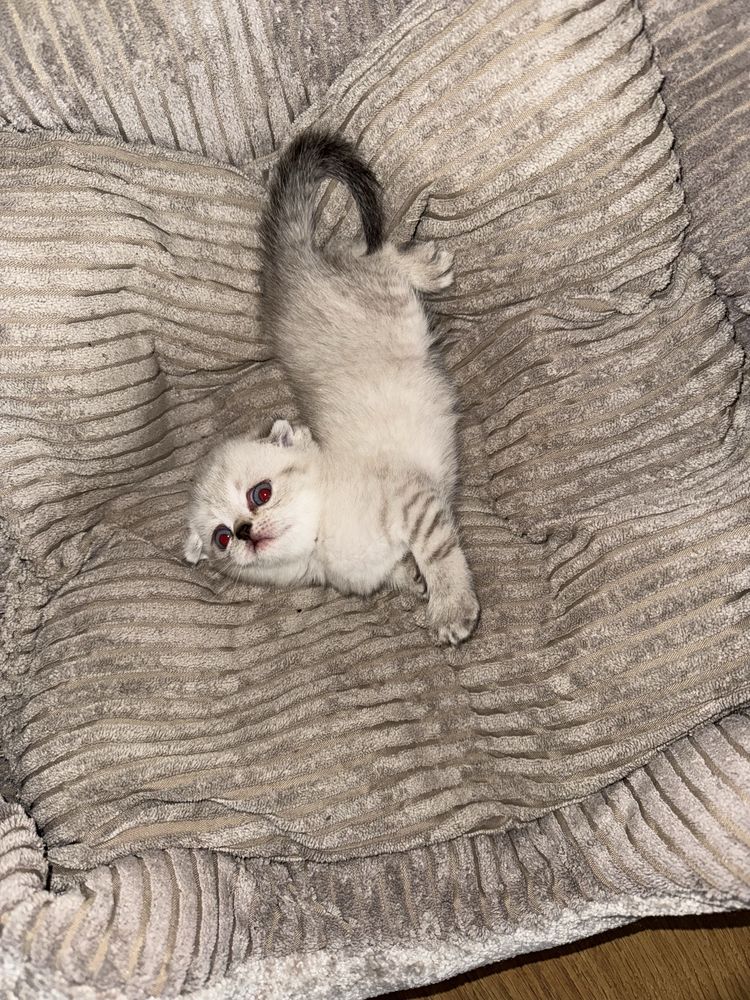 кошенята scottish fold