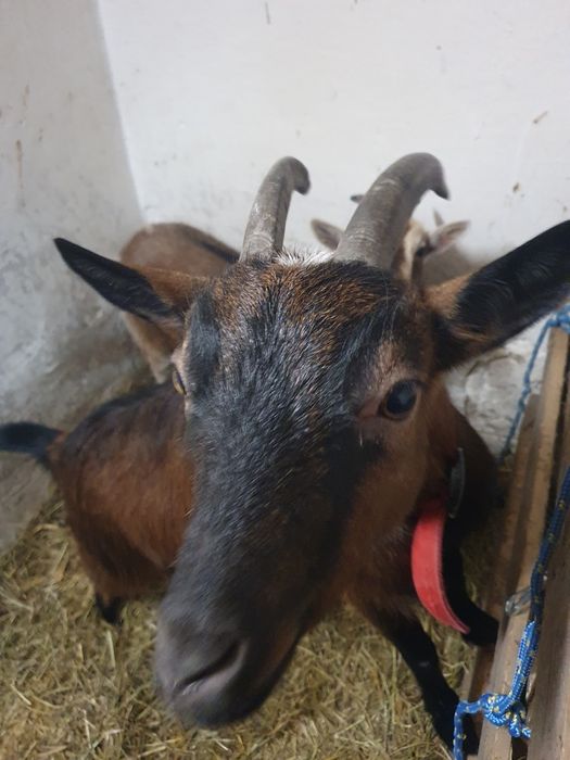 Sprzedam kózki miniaturowe