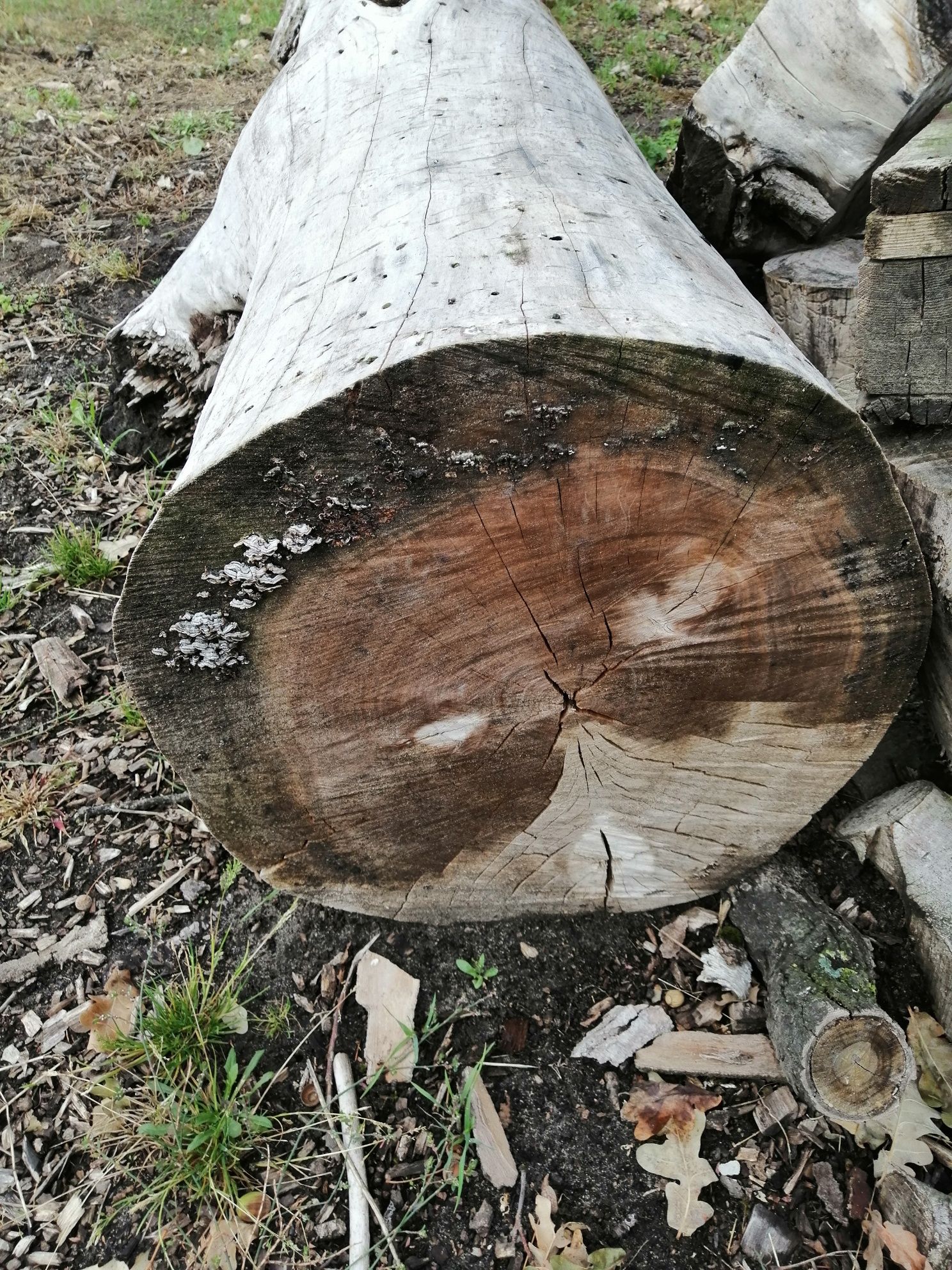 Sprzedam topole  trzy szt.