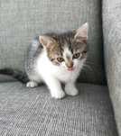 Male kotki do adopcji