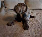 Cane Corso sunia błękitna