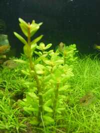 GB rotala bonsai (Ammania Bonsai)