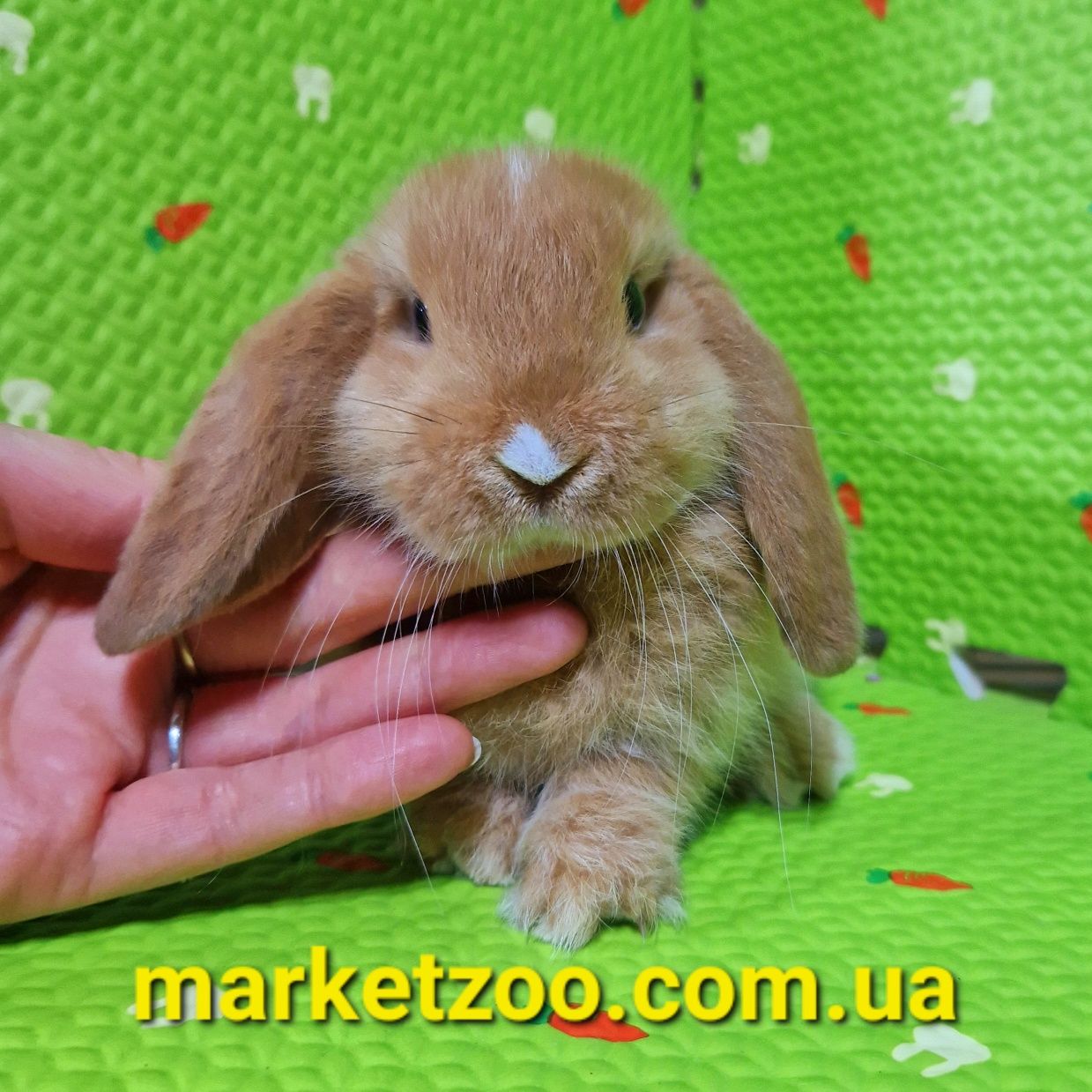 Найгарніша дівчинка mini lop карликовий міні кролик,карликові кролики